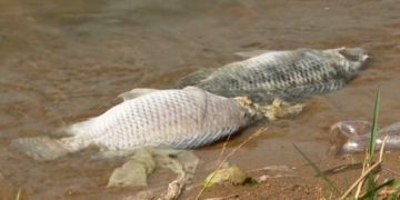 Dezenas de peixes são encontrados mortos e moradores denunciam possível despejo de esgoto no Lago de Furnas