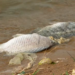 Dezenas de peixes são encontrados mortos e moradores denunciam possível despejo de esgoto no Lago de Furnas