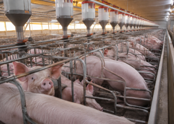 Com recorde de consumo, Minas Gerais reafirma tradição na carne suína