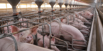 Com recorde de consumo, Minas Gerais reafirma tradição na carne suína