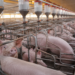 Com recorde de consumo, Minas Gerais reafirma tradição na carne suína