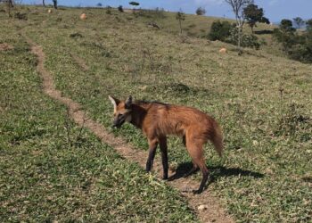 VÍDEO | Lobo-guará é encontrado em área urbana e devolvido à natureza em Alterosa