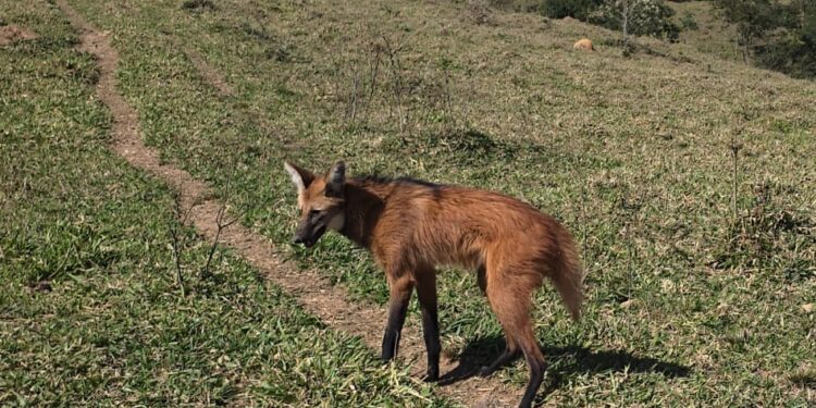 VÍDEO | Lobo-guará é encontrado em área urbana e devolvido à natureza em Alterosa