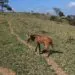 VÍDEO | Lobo-guará é encontrado em área urbana e devolvido à natureza em Alterosa