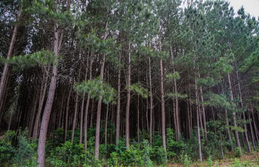 Mulher de 29 anos é encontrada morta em plantação de eucalipto