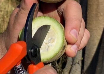 INAES e ADM firmam parceria para impulsionar bioeconomia no Norte de Minas 