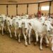 Rotary de Carmo do Rio Claro mobiliza produtores para doação de gado em prol do Hospital do Câncer de Passos