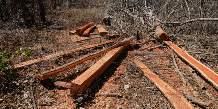 Operação Mata Atlântica em Pé 2026 autua mais de 3 mil hectares de desmatamento ilegal em Minas Gerais