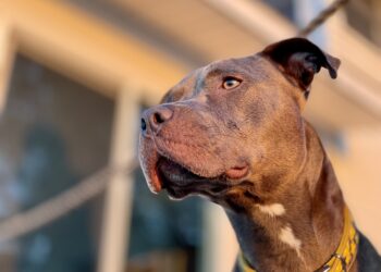Idoso de 82 anos morre após ataque de pitbull
