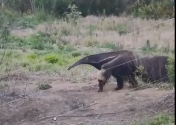 VÍDEO: Tamanduá surpreende morador em propriedade rural no Morro Cavado