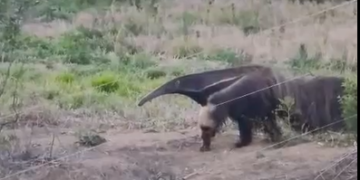 VÍDEO: Tamanduá surpreende morador em propriedade rural no Morro Cavado