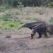 VÍDEO: Tamanduá surpreende morador em propriedade rural no Morro Cavado