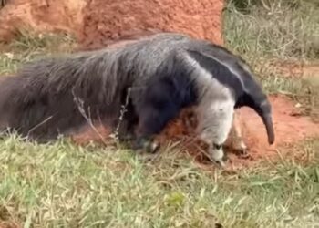 VÍDEO | Dois tamanduás são flagrados juntos na zona rural de Guapé (MG)