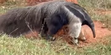 VÍDEO | Dois tamanduás são flagrados juntos na zona rural de Guapé (MG)