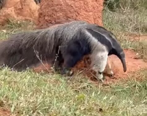 VÍDEO | Dois tamanduás são flagrados juntos na zona rural de Guapé (MG)