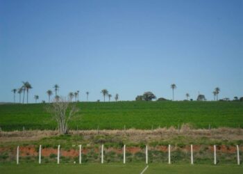 Disparos atingem instalações do Horto Florestal próximo à MG-050