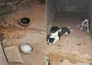 Homem é preso suspeito de realizar cirurgia clandestina em animal e praticar maus-tratos em São Sebastião do Paraíso