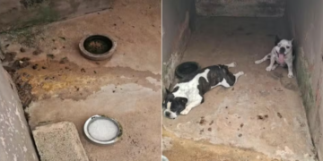Homem é preso suspeito de realizar cirurgia clandestina em animal e praticar maus-tratos em São Sebastião do Paraíso