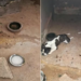 Homem é preso suspeito de realizar cirurgia clandestina em animal e praticar maus-tratos em São Sebastião do Paraíso