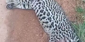 VÍDEO | Jaguatirica morre após ser atropelada na BR-265 entre Alpinópolis e Bom Jesus da Penha