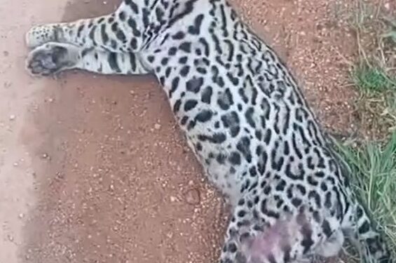 VÍDEO | Jaguatirica morre após ser atropelada na BR-265 entre Alpinópolis e Bom Jesus da Penha