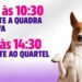 Campanha de vacinação antirrábica atende cães e gatos neste sábado em Carmo do Rio Claro