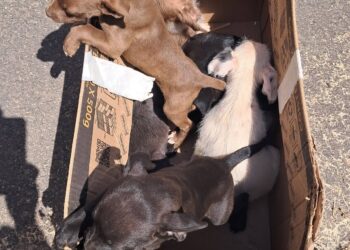 VÍDEO | Cães são abandonados em Carmo e Associação São Francisco pede ajuda para construir baia
