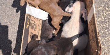 VÍDEO | Cães são abandonados em Carmo e Associação São Francisco pede ajuda para construir baia