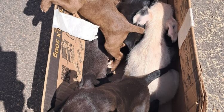 VÍDEO | Cães são abandonados em Carmo e Associação São Francisco pede ajuda para construir baia