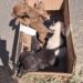 VÍDEO | Cães são abandonados em Carmo e Associação São Francisco pede ajuda para construir baia