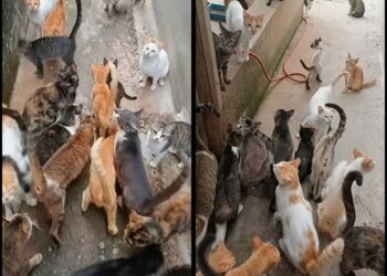 VÍDEO | Abrigo Miau de Carmo perde contas nas redes sociais e pede apoio para manter cuidados com mais de 60 gatos