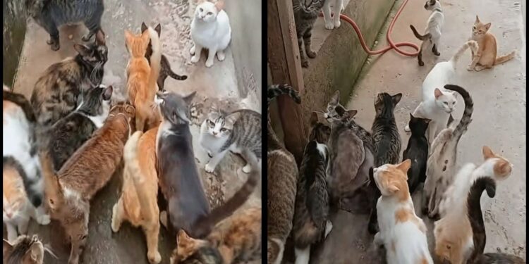 VÍDEO | Abrigo Miau de Carmo perde contas nas redes sociais e pede apoio para manter cuidados com mais de 60 gatos