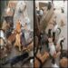 VÍDEO | Abrigo Miau de Carmo perde contas nas redes sociais e pede apoio para manter cuidados com mais de 60 gatos