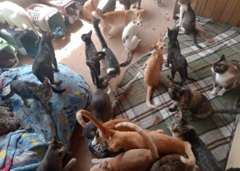 VÍDEO | Abrigo Miau de Carmo continua precisando de ajuda para cuidar de mais de 60 gatos