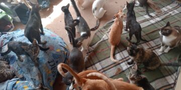 VÍDEO | Abrigo Miau de Carmo continua precisando de ajuda para cuidar de mais de 60 gatos