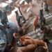 VÍDEO | Abrigo Miau de Carmo continua precisando de ajuda para cuidar de mais de 60 gatos