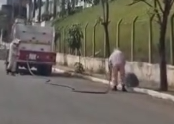 VÍDEO: Idoso é atacado por abelhas e sofre mais de 200 picadas