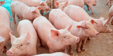Preço do suíno cai 32% em Minas