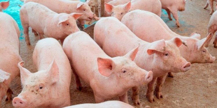Preço do suíno cai 32% em Minas