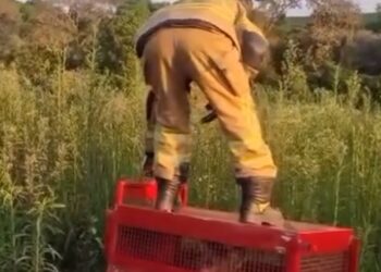 VÍDEO | Lobo-guará é resgatado ferido na zona rural de Alfenas e devolvido à natureza