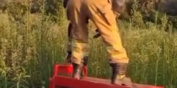 VÍDEO | Lobo-guará é resgatado ferido na zona rural de Alfenas e devolvido à natureza