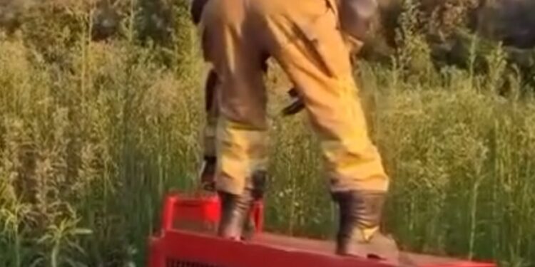 VÍDEO | Lobo-guará é resgatado ferido na zona rural de Alfenas e devolvido à natureza