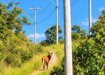 CARMO DO RIO CLARO | Lobo-guará é registrado nas paisagens da Serra da Tormenta