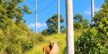 CARMO DO RIO CLARO | Lobo-guará é registrado nas paisagens da Serra da Tormenta