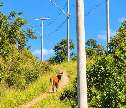CARMO DO RIO CLARO | Lobo-guará é registrado nas paisagens da Serra da Tormenta