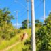 CARMO DO RIO CLARO | Lobo-guará é registrado nas paisagens da Serra da Tormenta