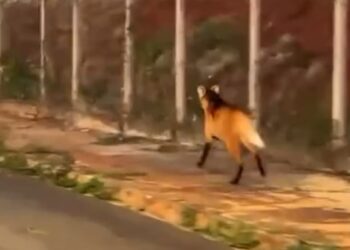 VÍDEO | Lobo-guará é flagrado correndo por avenida em São Sebastião do Paraíso
