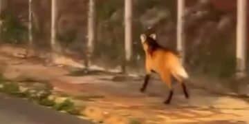 VÍDEO | Lobo-guará é flagrado correndo por avenida em São Sebastião do Paraíso