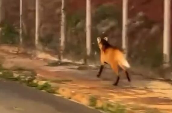 VÍDEO | Lobo-guará é flagrado correndo por avenida em São Sebastião do Paraíso