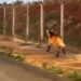 VÍDEO | Lobo-guará é flagrado correndo por avenida em São Sebastião do Paraíso
